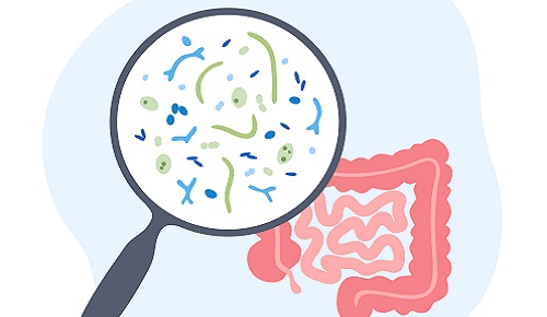 Beneficios de las bifidobacterias en el embarazo y la salud del bebé